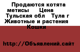 Продаются котята метисы   › Цена ­ 200 - Тульская обл., Тула г. Животные и растения » Кошки   